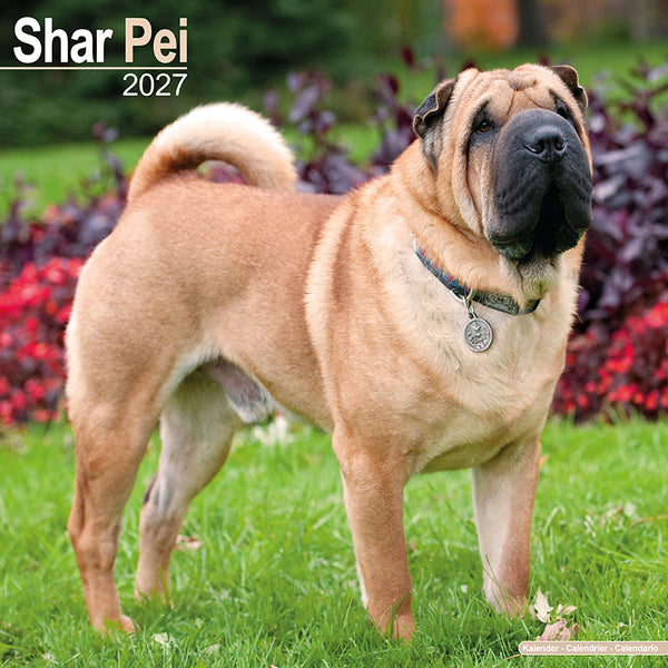 Shar Pei Kalender 2027