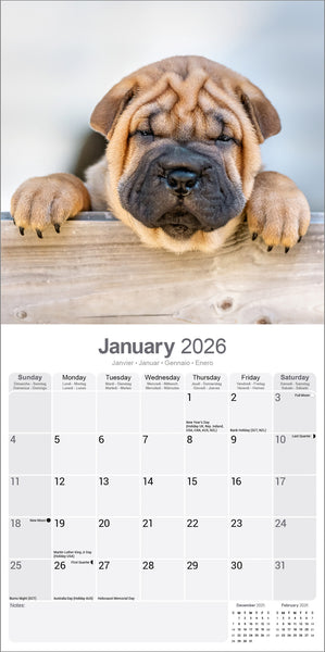 Shar Pei Kalender 2026