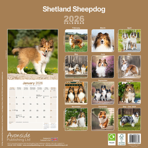Shetland Sheepdog Kalender 2026