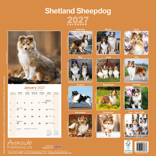 Shetland Sheepdog Kalender 2027