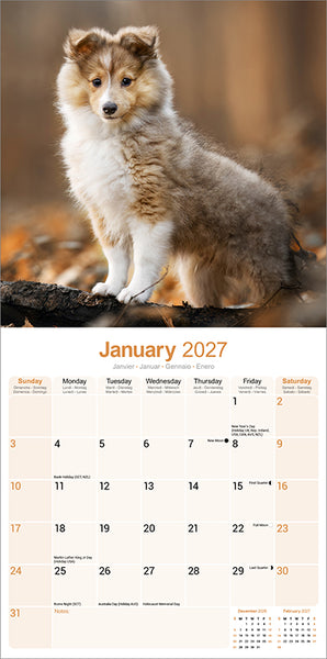 Shetland Sheepdog Kalender 2027
