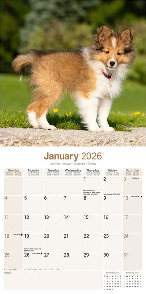 Shetland Sheepdog Kalender 2026