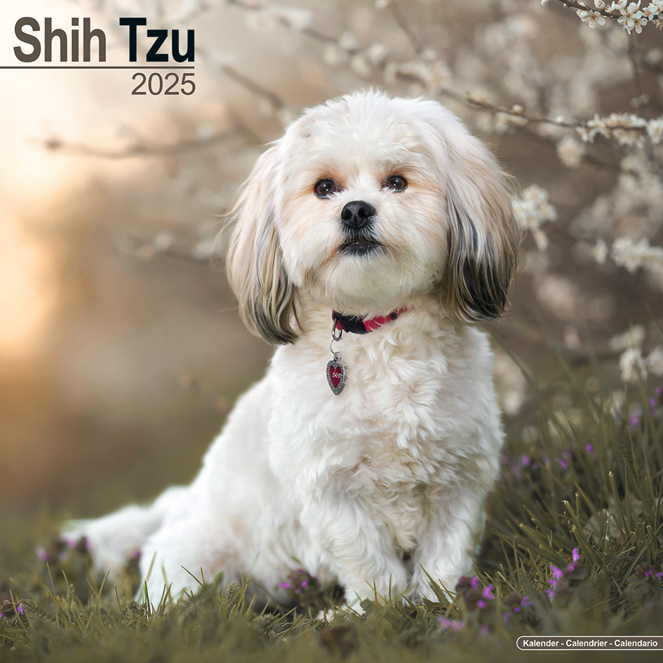 Shih Tzu Kalender 2025 – De Kalenderman
