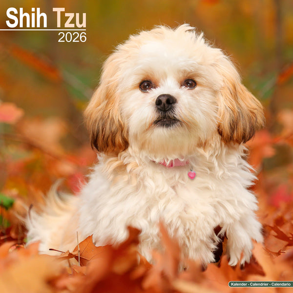 Shih Tzu Kalender 2026