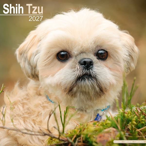 Shih Tzu Kalender 2027