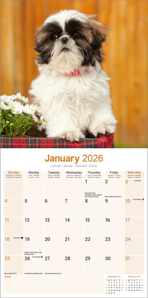 Shih Tzu Kalender 2026