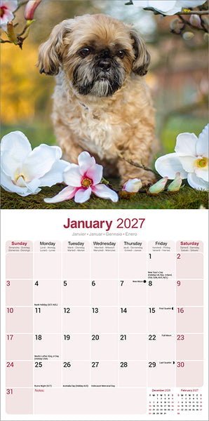 Shih Tzu Kalender 2027
