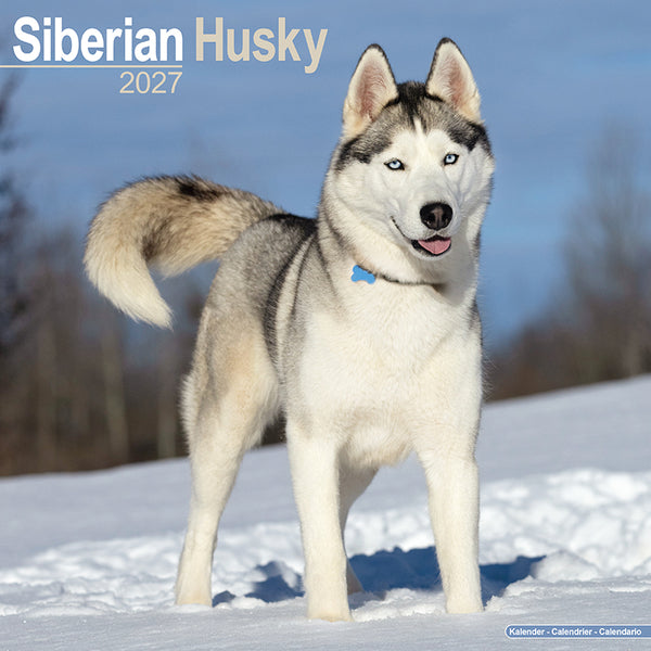 Siberian Husky Kalender 2027