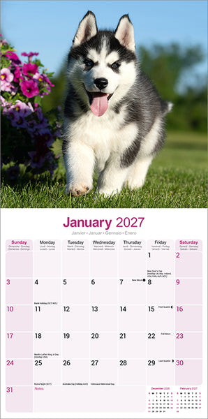 Siberian Husky Kalender 2027