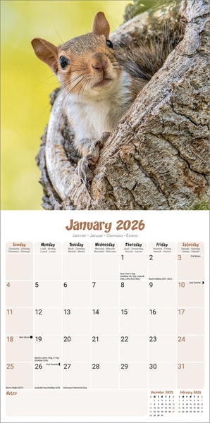 Squirrels Kalender 2026
