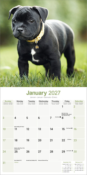 Staffordshire Bull Terrier Kalender 2027