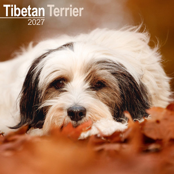 Tibetan Terrier Kalender 2027