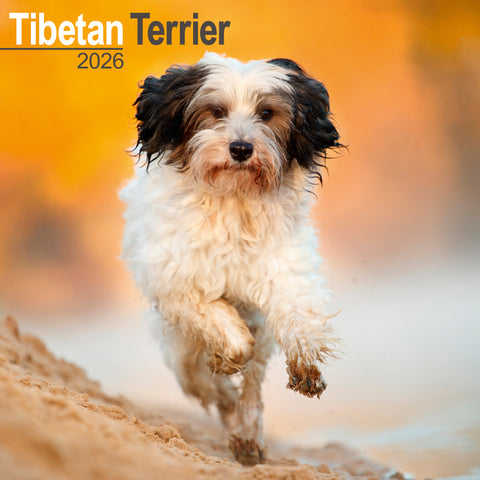 Tibetan Terrier Kalender 2026