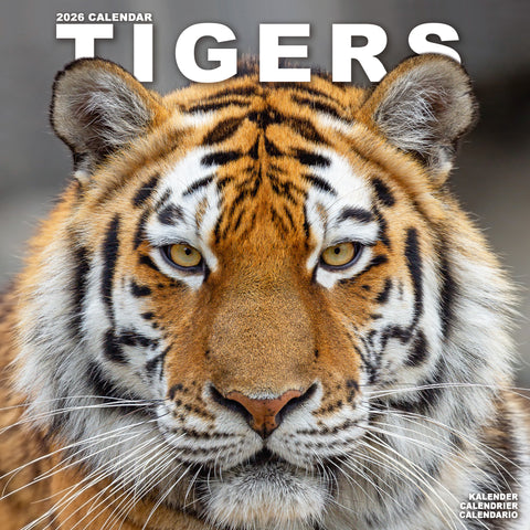 Tigers Kalender 2026