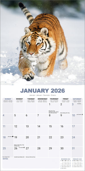Tigers Kalender 2026