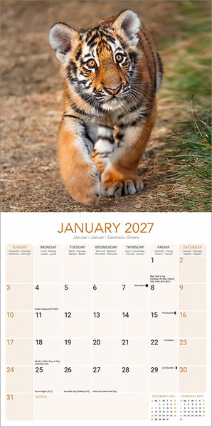 Tigers Kalender 2027