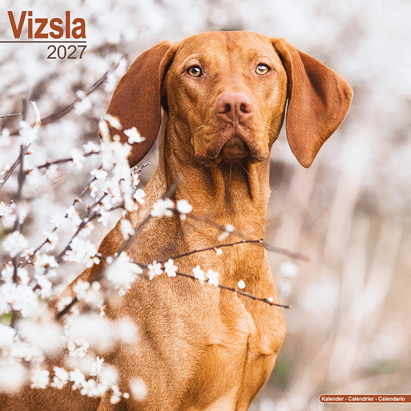 Vizsla Kalender 2027
