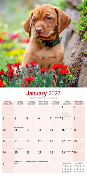 Vizsla Kalender 2027