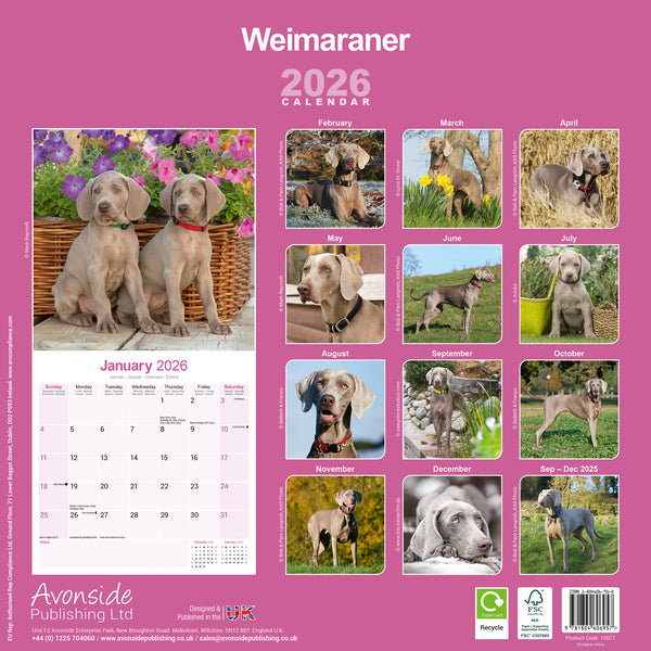 Weimaraner Kalender 2026