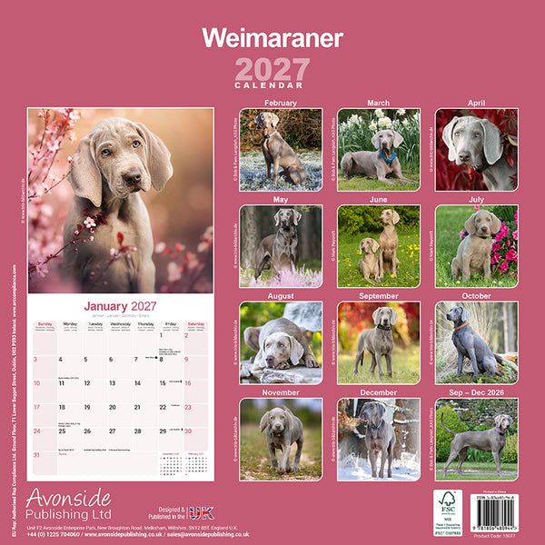 Weimaraner Kalender 2027
