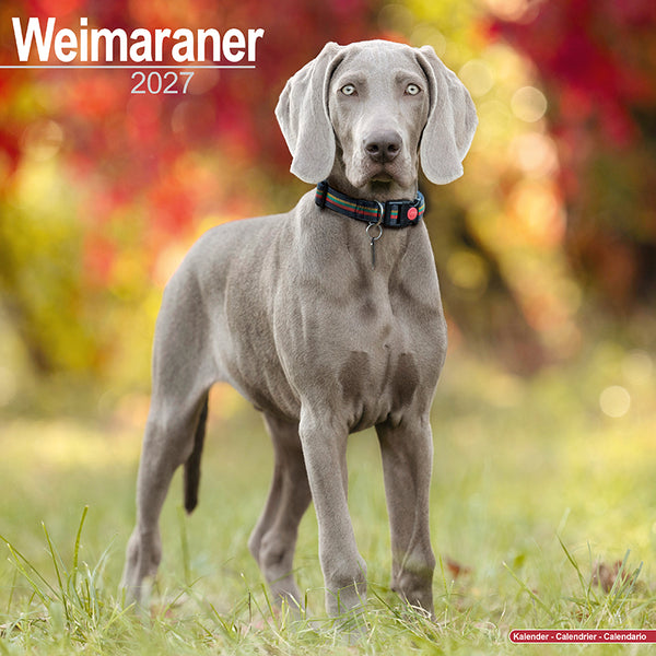 Weimaraner Kalender 2027