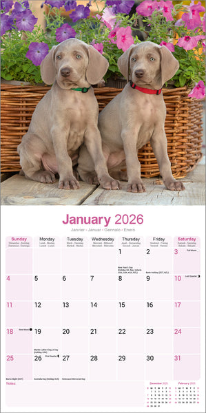 Weimaraner Kalender 2026