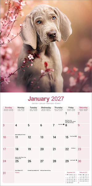 Weimaraner Kalender 2027
