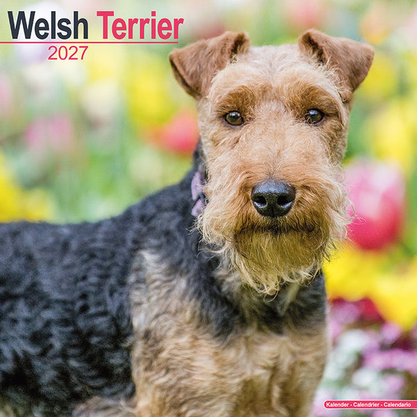 Welsh Terrier Kalender 2027