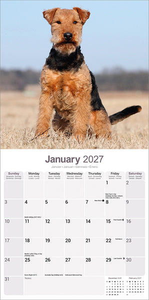 Welsh Terrier Kalender 2027