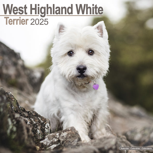 West Highland White Terrier Kalender 2025 De Kalenderman