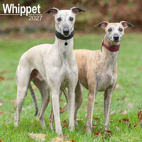 Whippet Kalender 2027