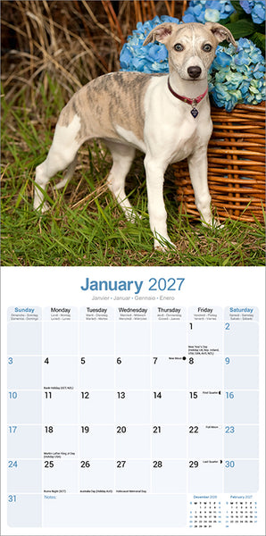 Whippet Kalender 2027
