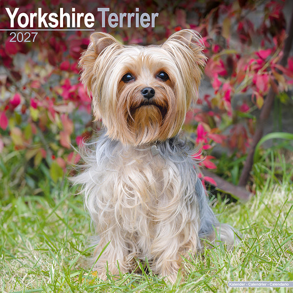 Yorkshire Terrier Kalender 2027
