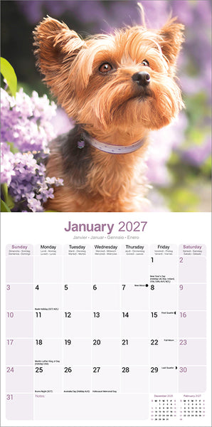 Yorkshire Terrier Kalender 2027